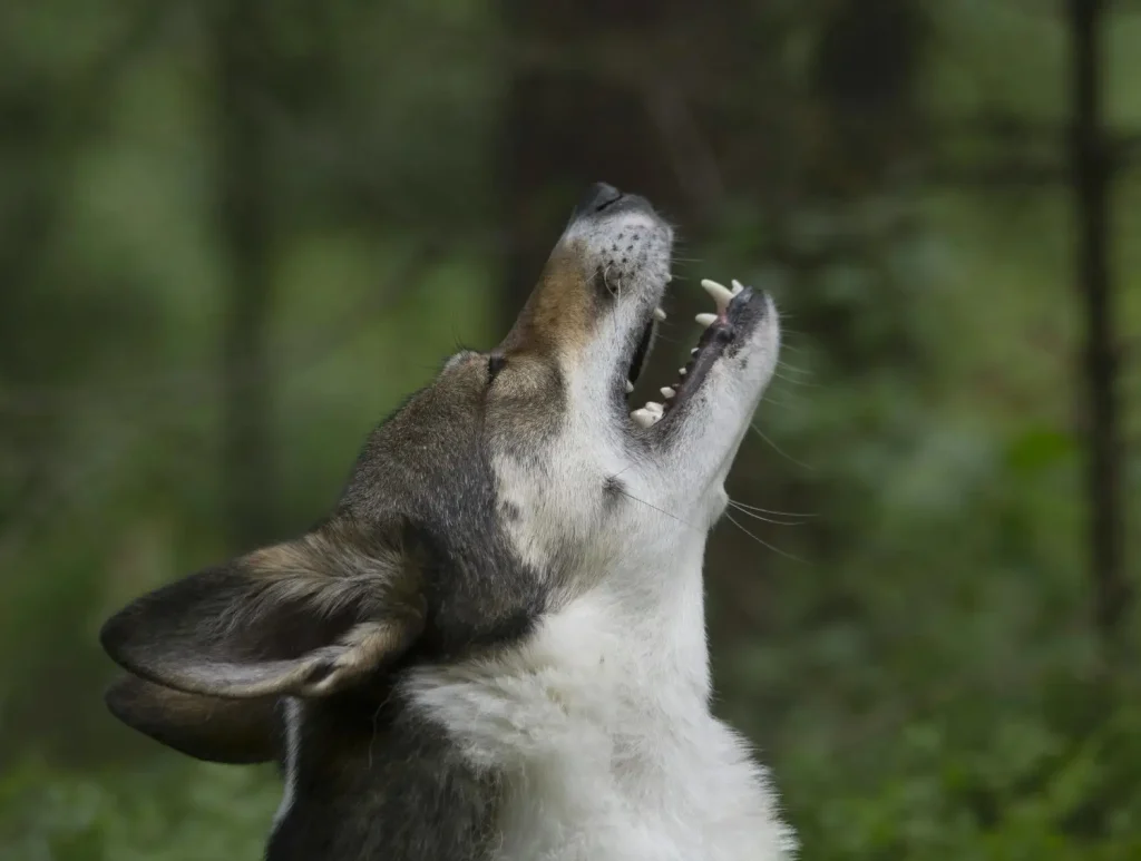 Why do dogs howl? Learn the factors that cause this curious sound. 1 ¿Por qué los perros aúllan?