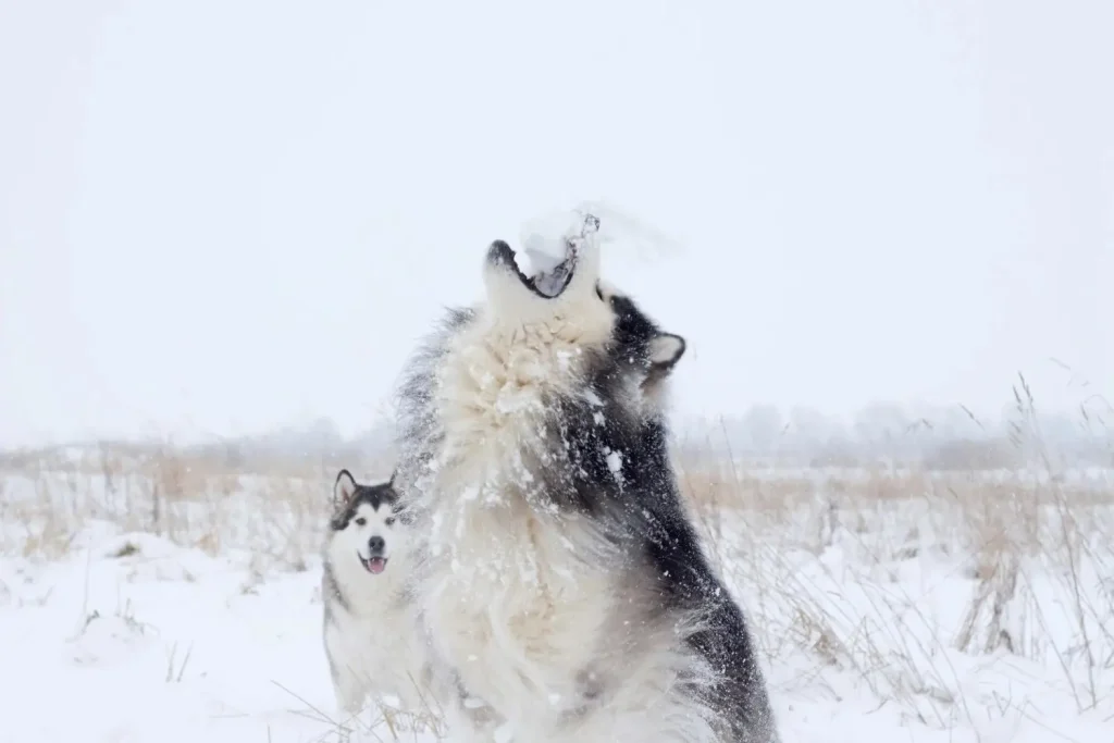 Why do dogs howl? Learn the factors that cause this curious sound. 2 aullido de perro en la nieve