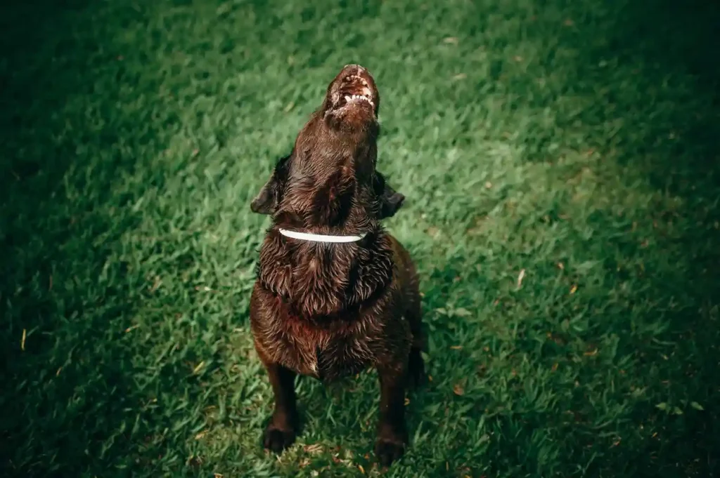 Why do dogs howl? Learn the factors that cause this curious sound. 3 por qué el perro aúlla