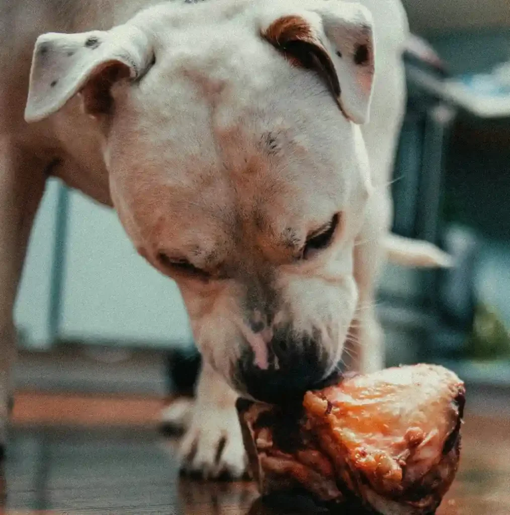 ¿Pueden los perros comer pollo? Lo que todo dueño debe saber 3 ¿Por qué a los perros les gusta comer pollo