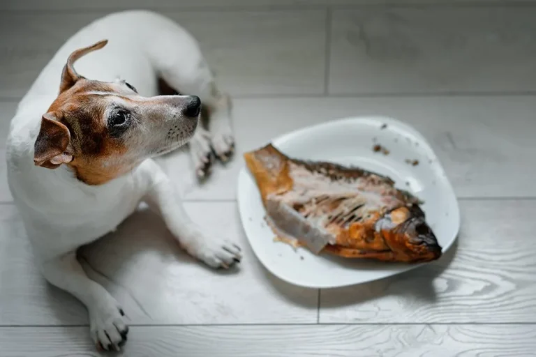 Pescado para tu Perro