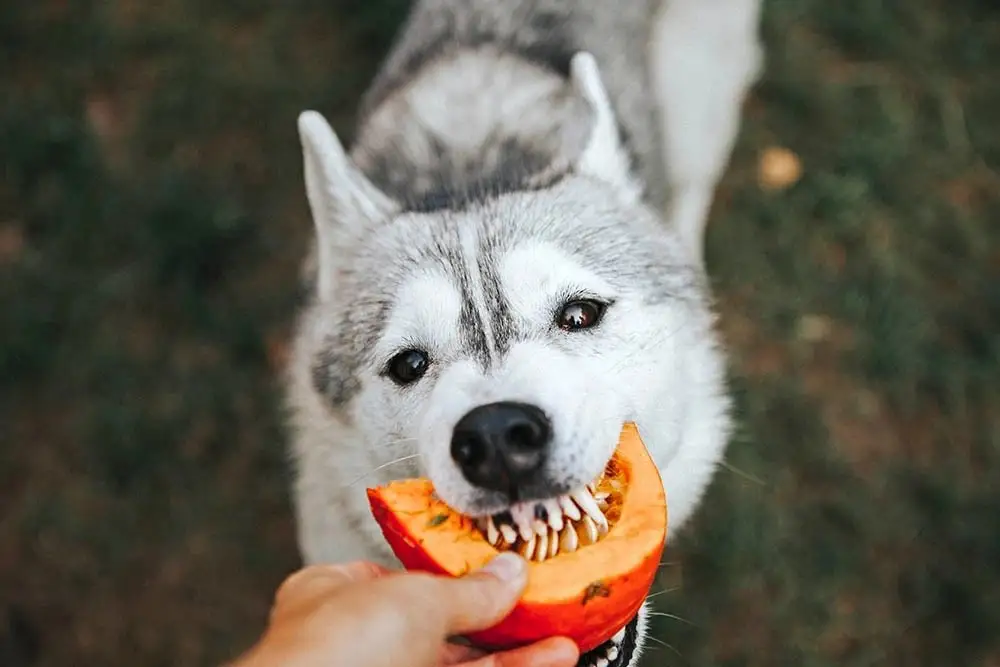 ¿Pueden los perros comer calabaza? ¡Descubre por qué! 3 perros y calabaza