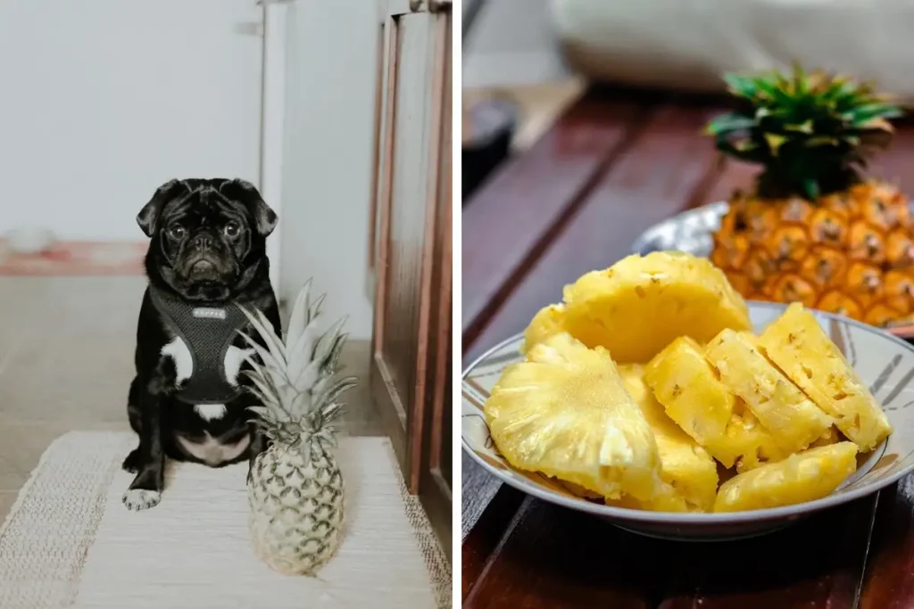 Piña para perros: Beneficios, dosis y precauciones 1 piña buena para los perros