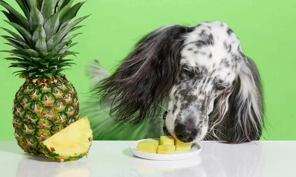 Piña para perros: Beneficios, dosis y precauciones 3 piña para los perros
